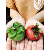 Aoyama Daruma natural persimmon dye kakishibu T shirt  柿渋染め Tシャツ【Pre-order/受注生産 OK】